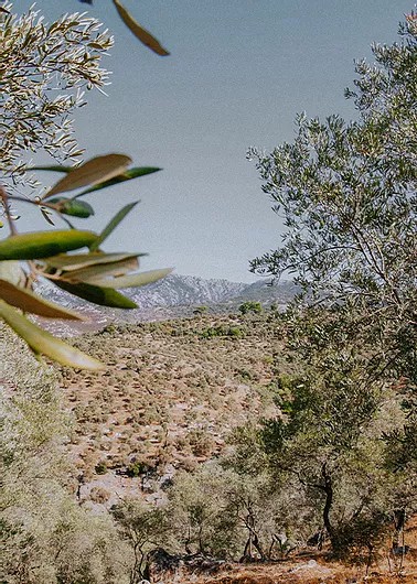 Milas Zeytinyağları hakkında görseli