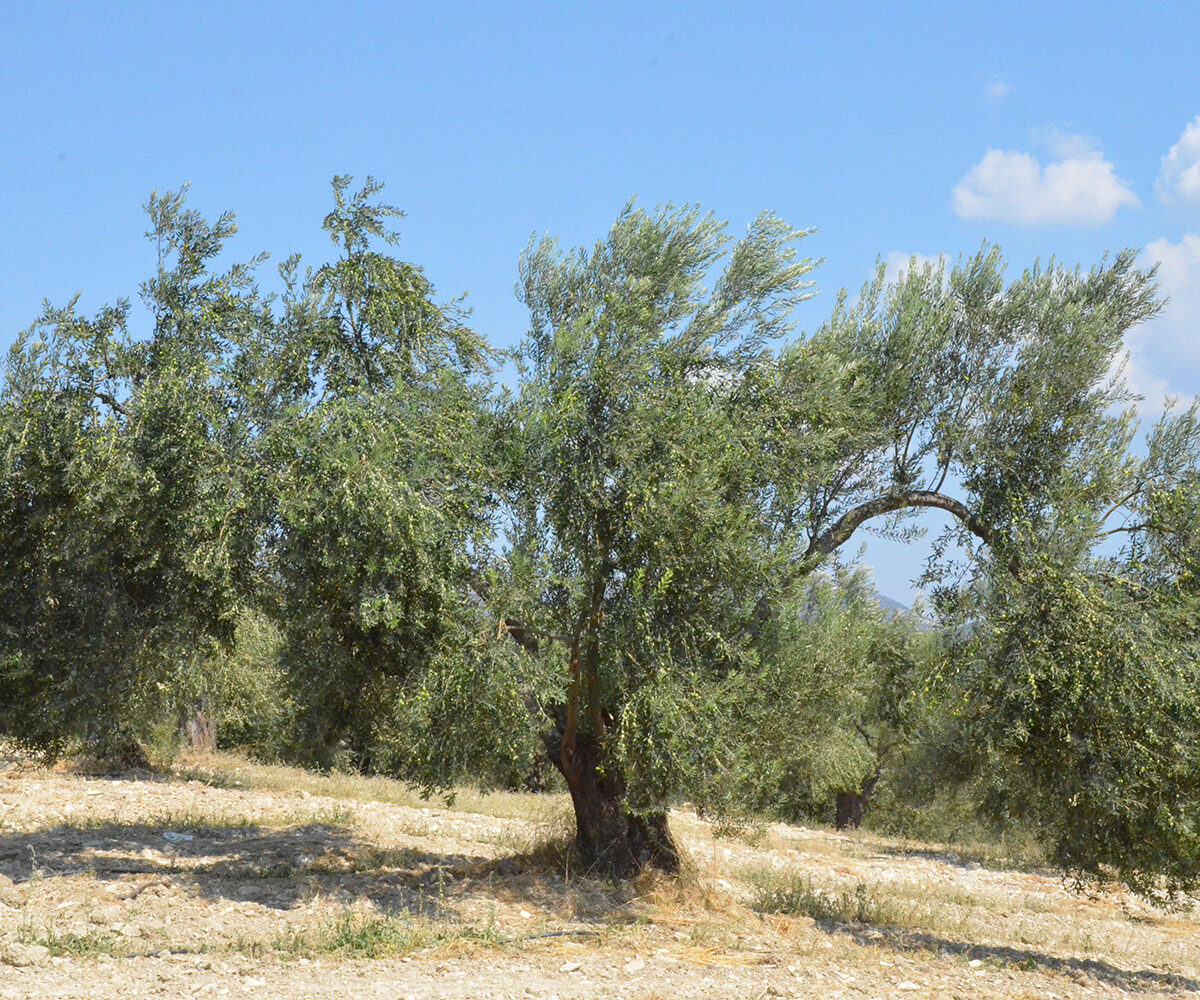 Monteida hakkında görseli
