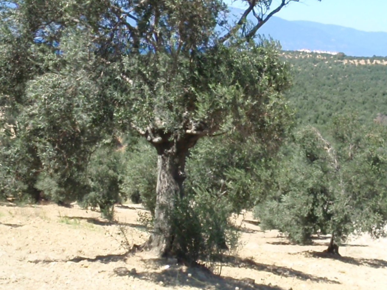 Aydın çevresinde zeytin ağaçları ve doğal görünüm