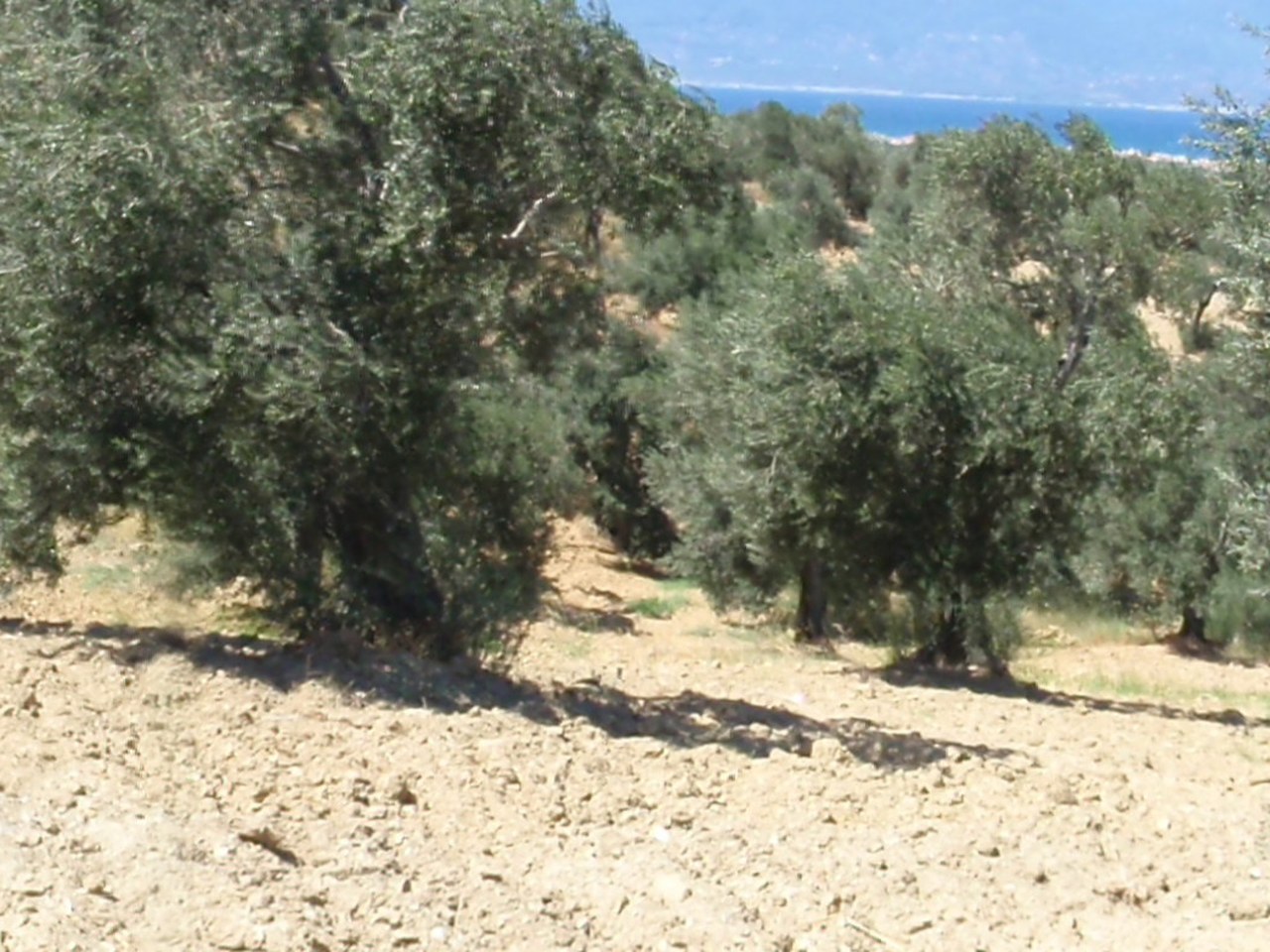 Ayvalık çevresinde zeytin ağaçları ve doğal görünüm