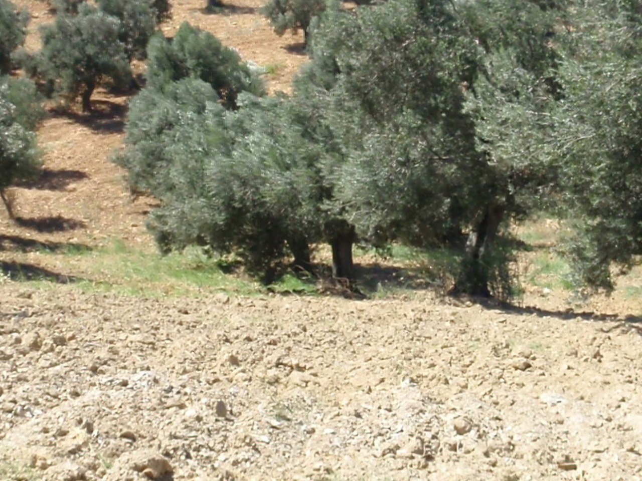 Akhisar çevresinde zeytin ağaçları ve doğal görünüm