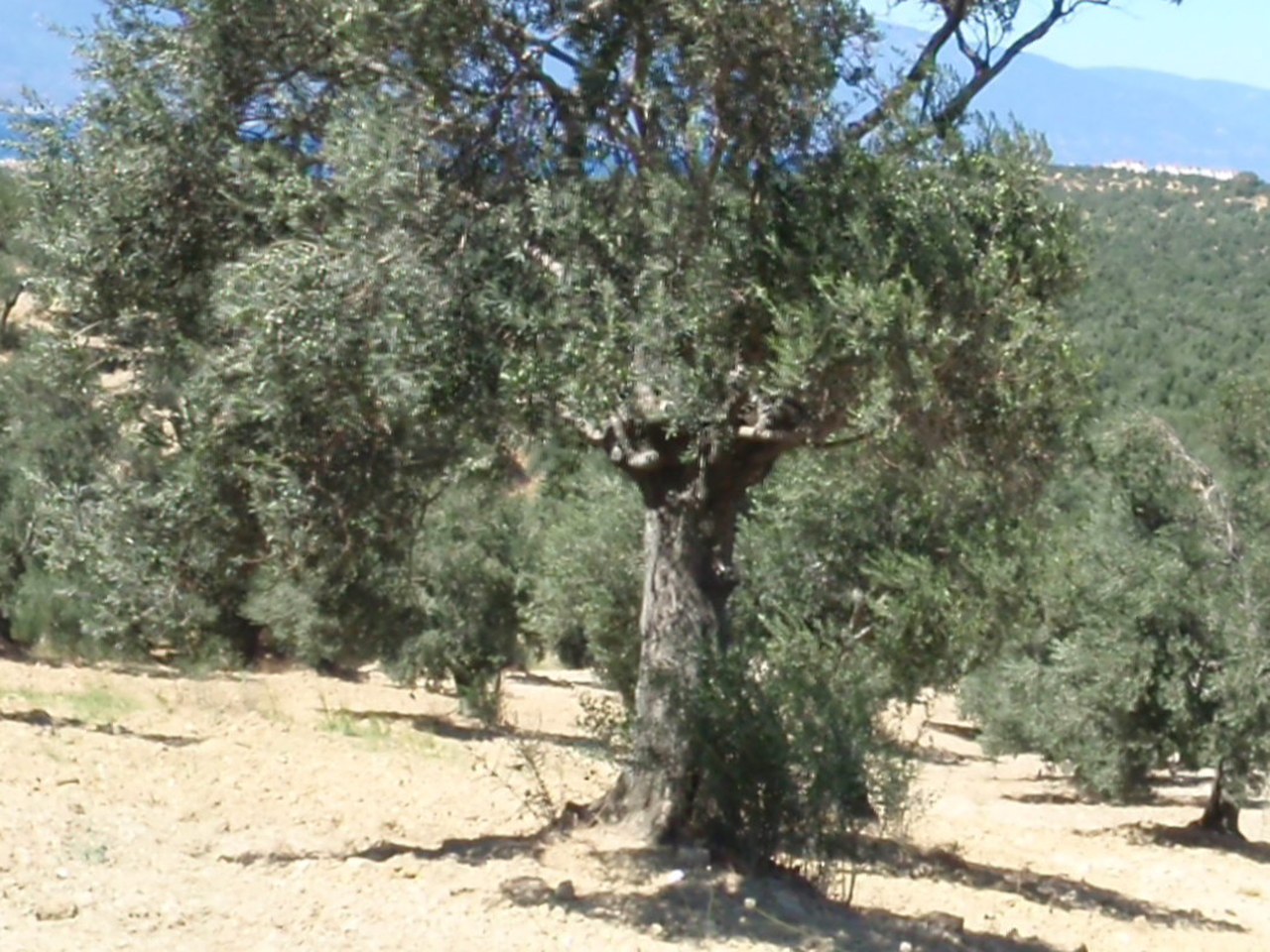 Mut çevresinde zeytin ağaçları ve doğal görünüm