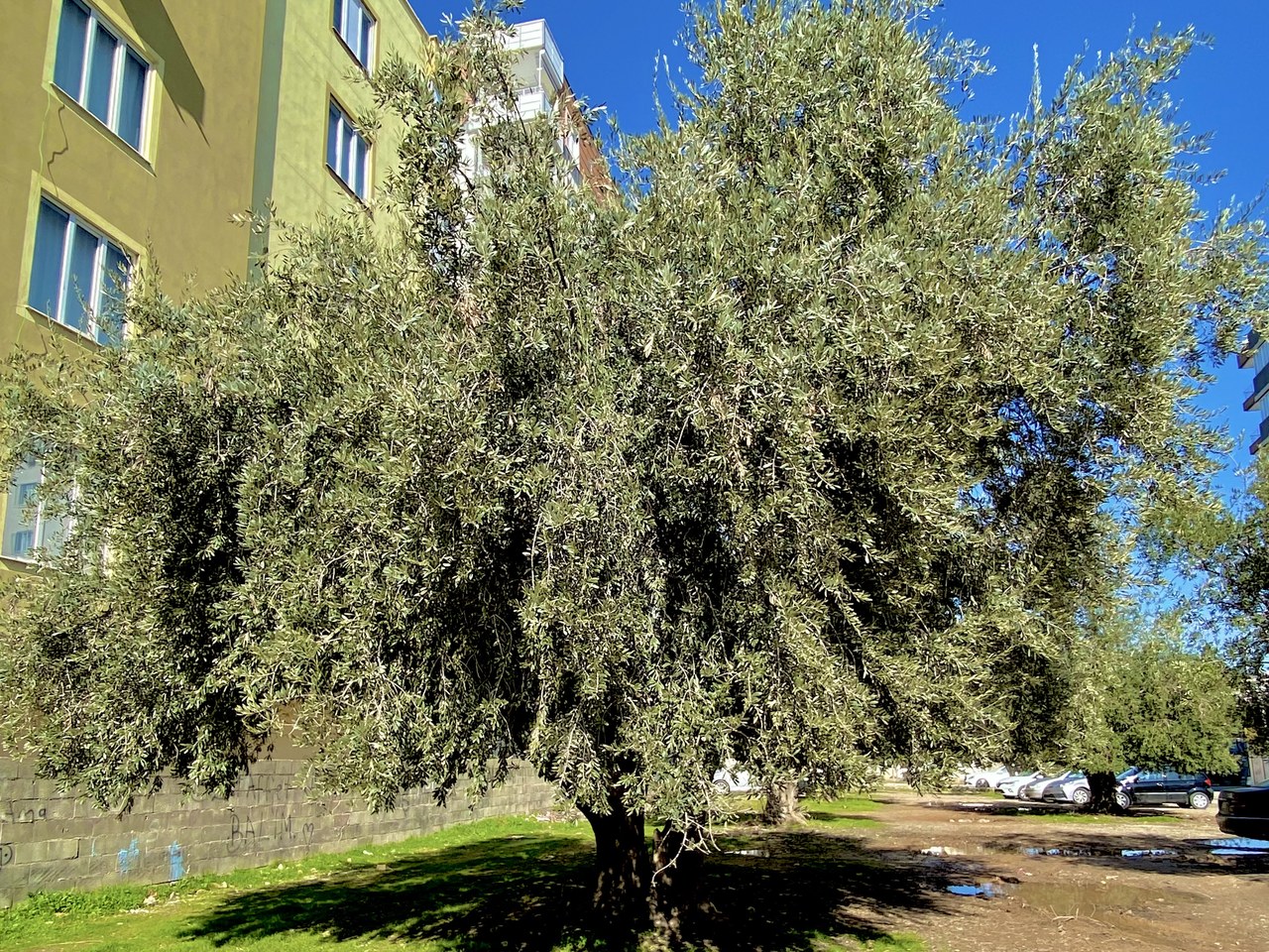 Gaziantep çevresinde zeytin ağaçları ve doğal görünüm
