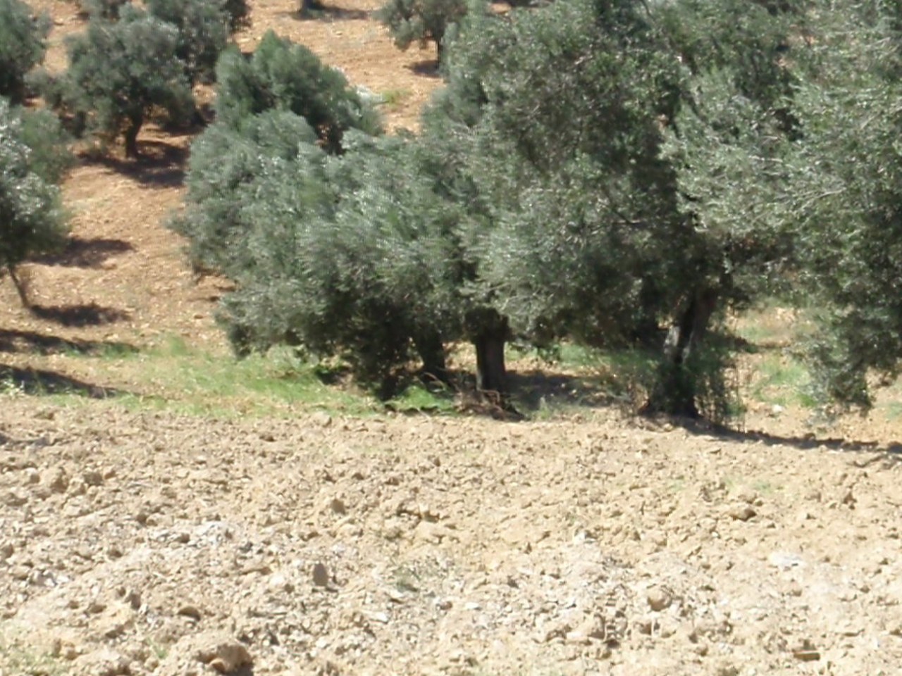 Urla çevresinde zeytin ağaçları ve doğal görünüm