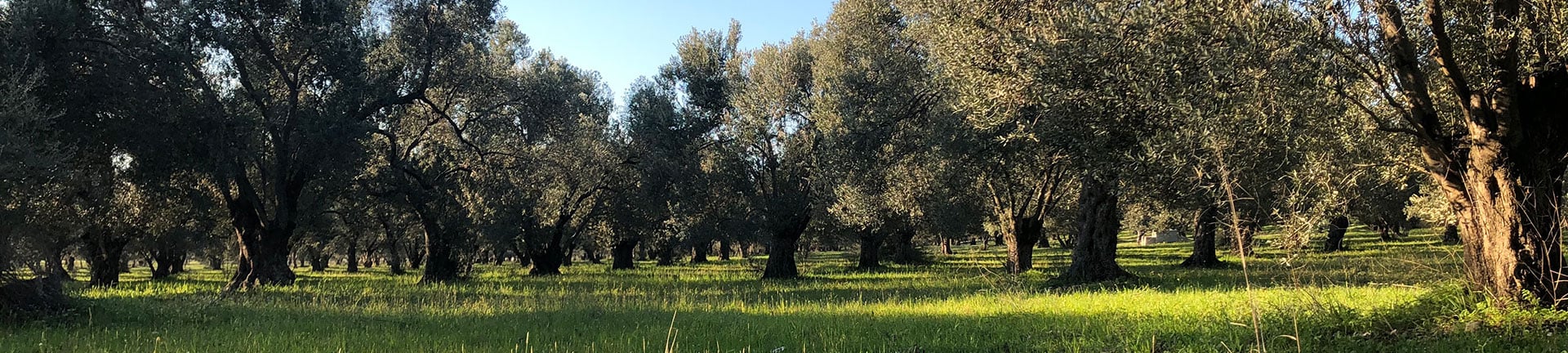 NovaVera hakkında görseli