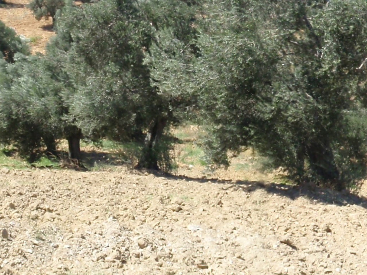 Aydın çevresinde zeytin ağaçları ve doğal görünüm