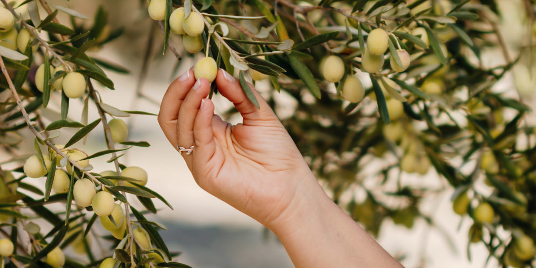 Olea Aera hakkında görseli