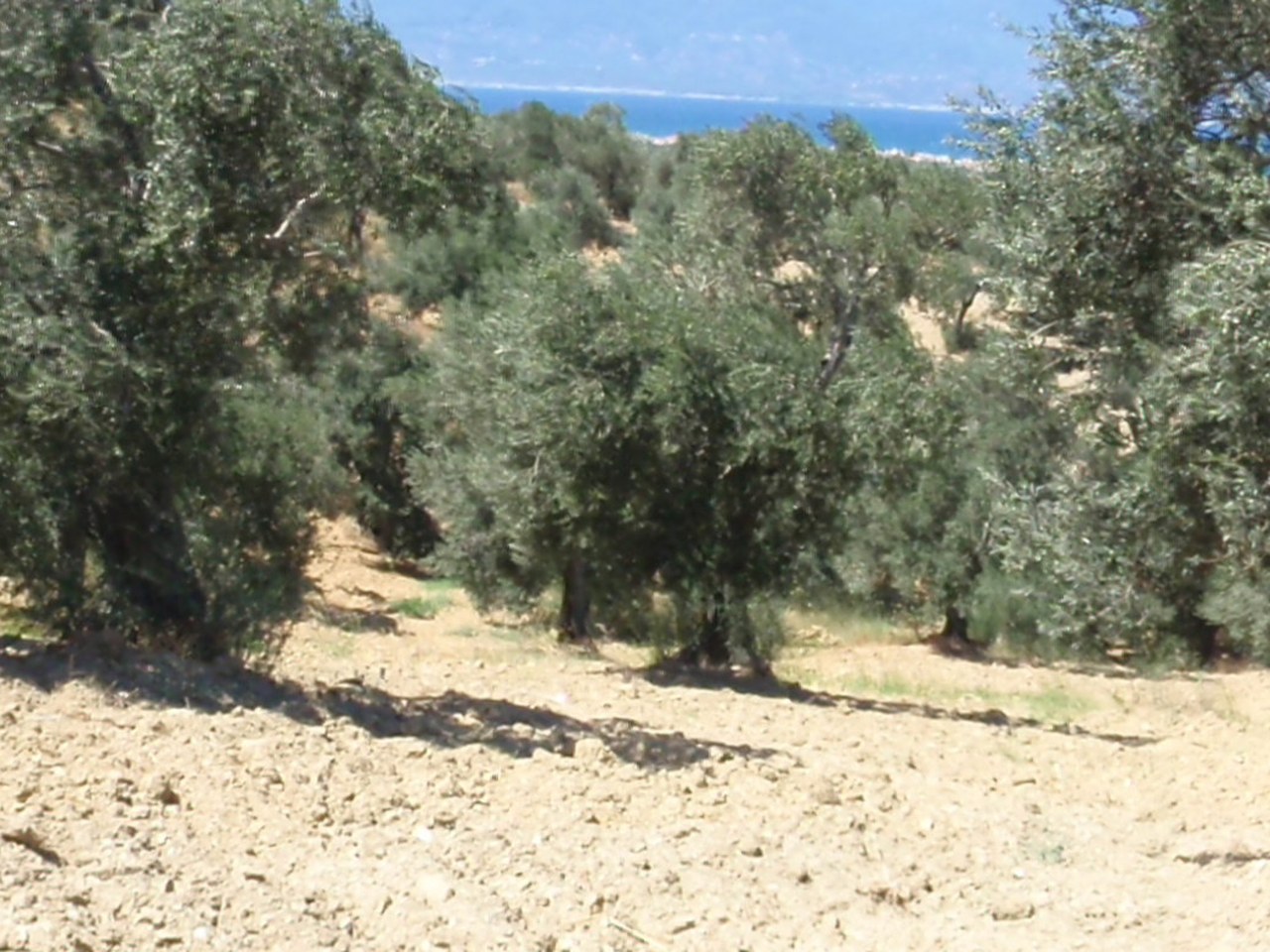 Milas çevresinde zeytin ağaçları ve doğal görünüm