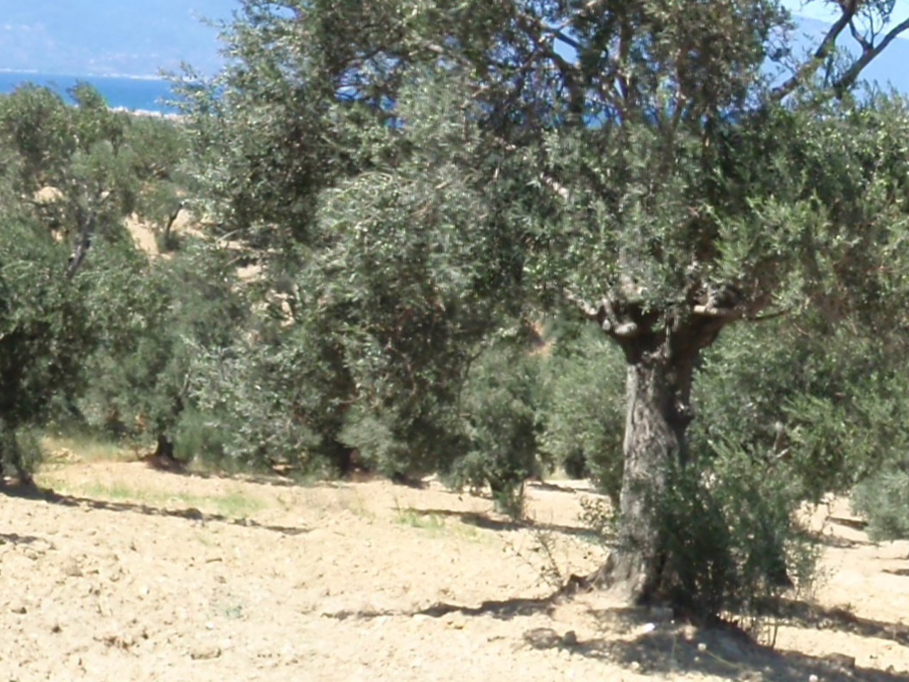Mut çevresinde zeytin ağaçları ve doğal görünüm
