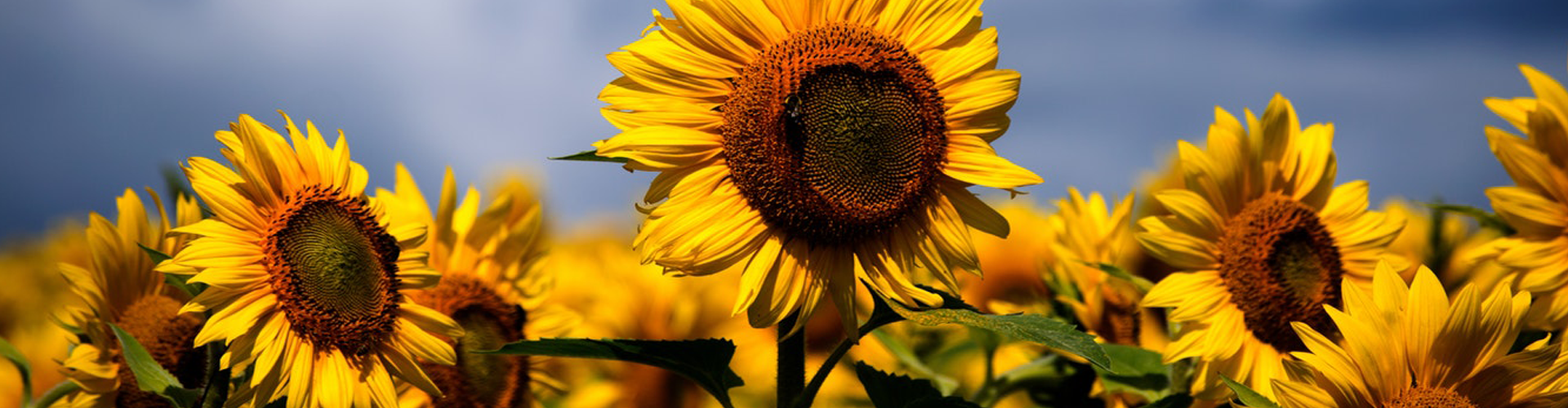 Olin hakkında görseli