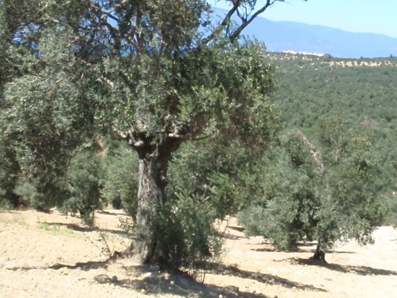 Çanakkale çevresinde zeytin ağaçları ve doğal görünüm