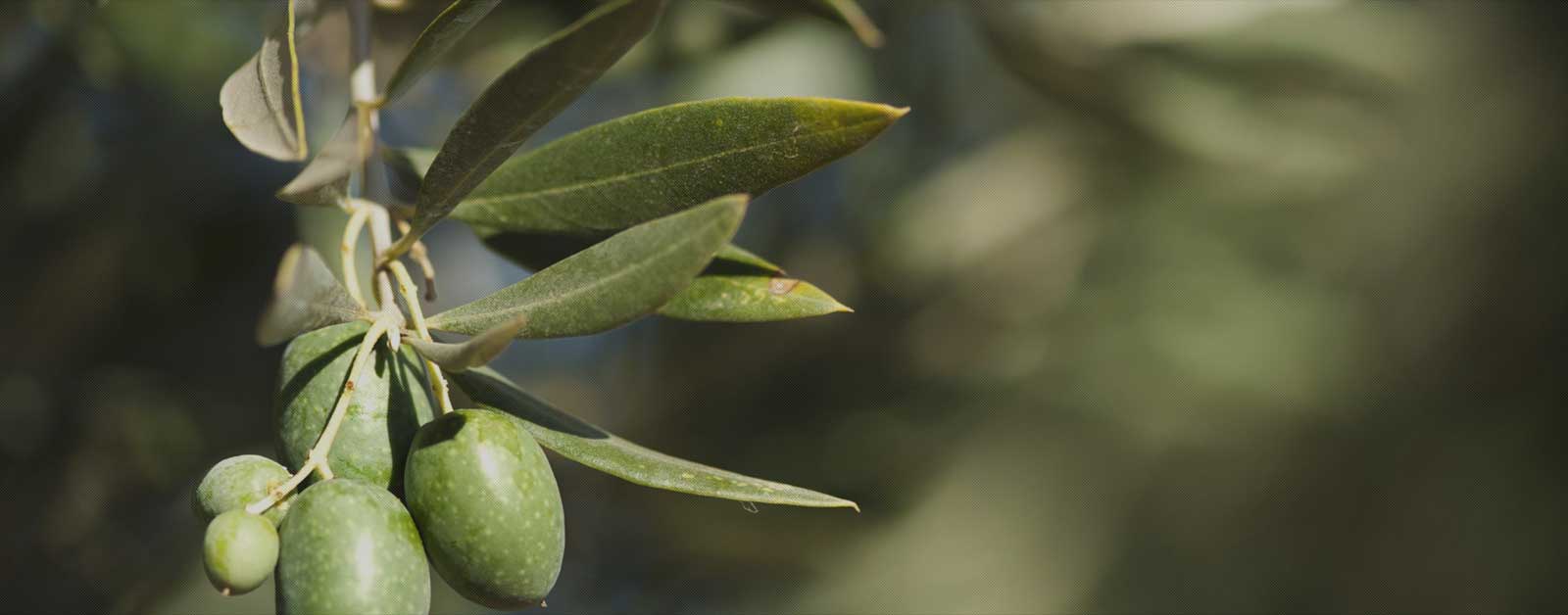 OliveOilsLand hakkında görseli