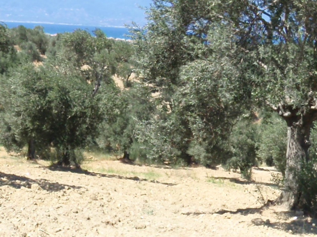 Aydın çevresinde zeytin ağaçları ve doğal görünüm