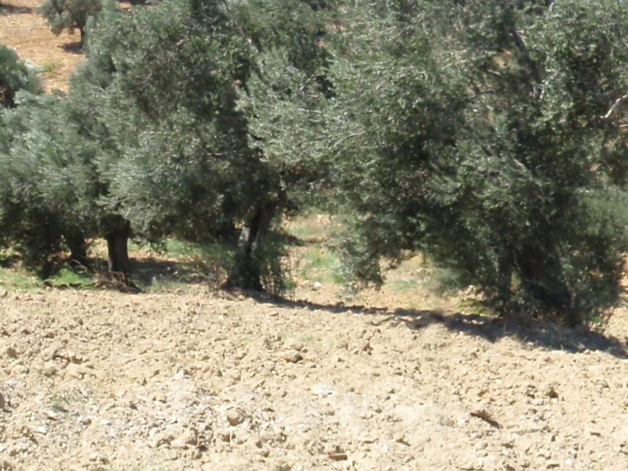 Urla çevresinde zeytin ağaçları ve doğal görünüm