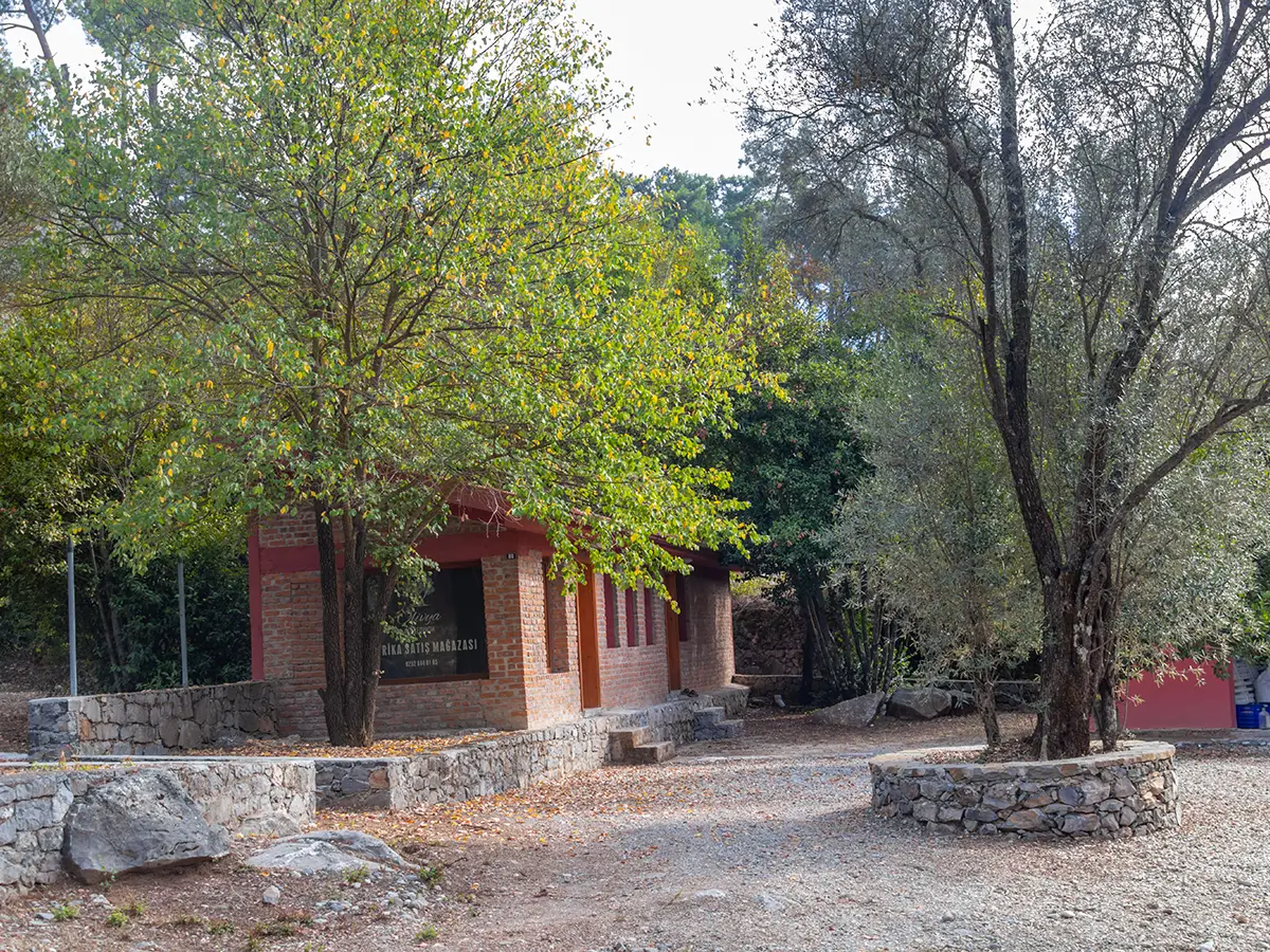 Olivya Gökçeovacık hakkında görseli