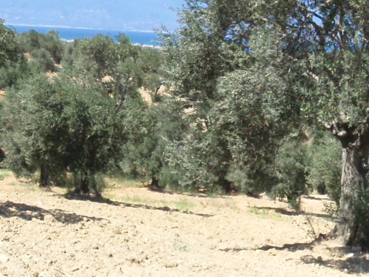 Çanakkale çevresinde zeytin ağaçları ve doğal görünüm