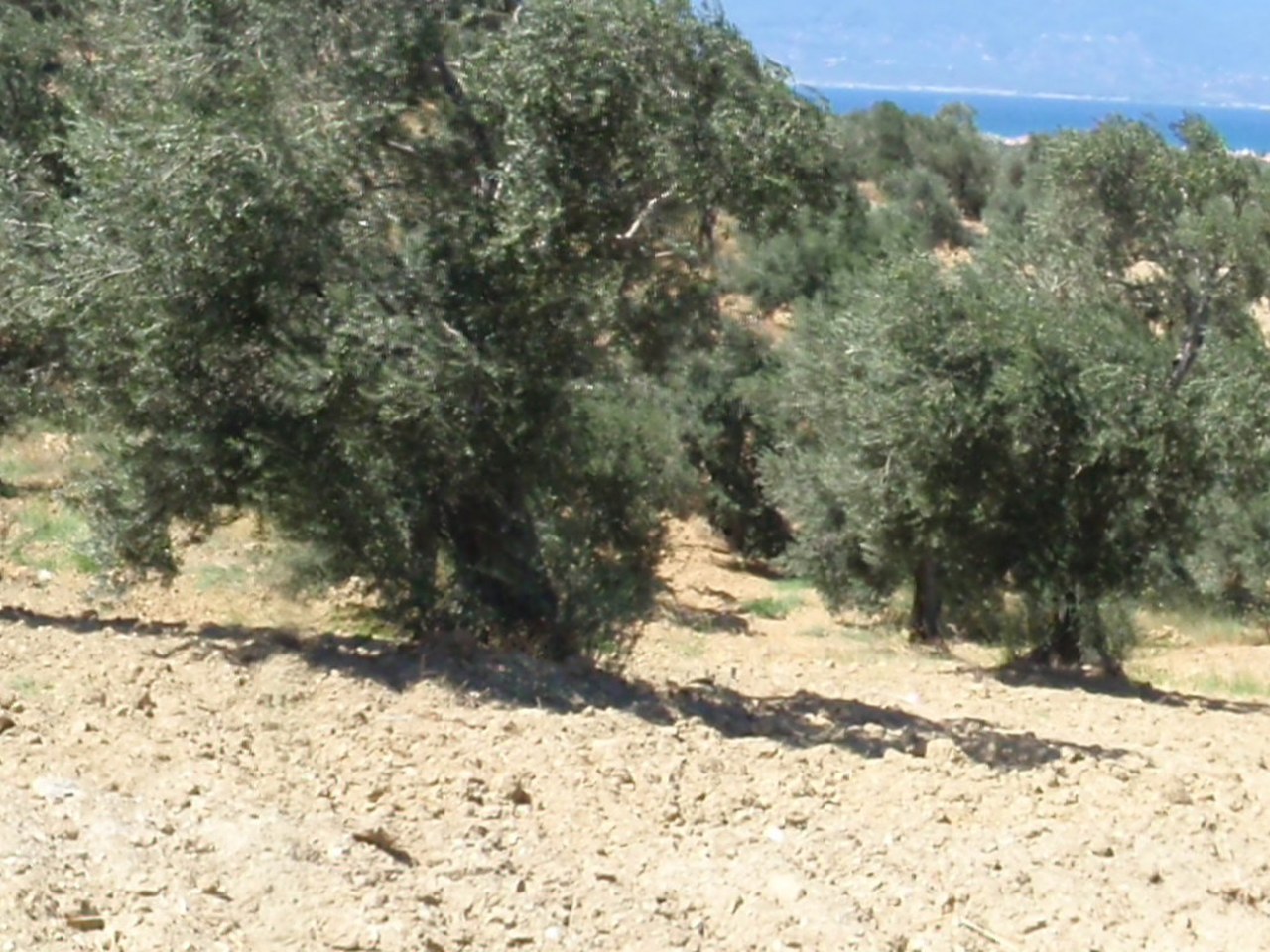 Milas çevresinde zeytin ağaçları ve doğal görünüm