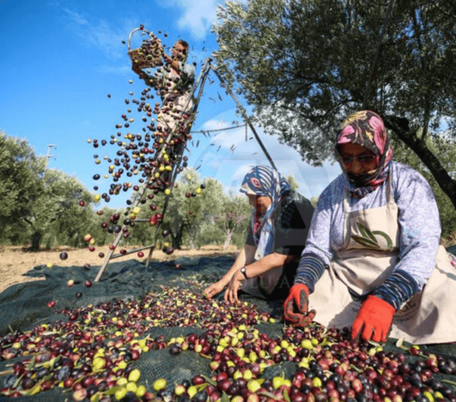 OVE Foods hakkında görseli