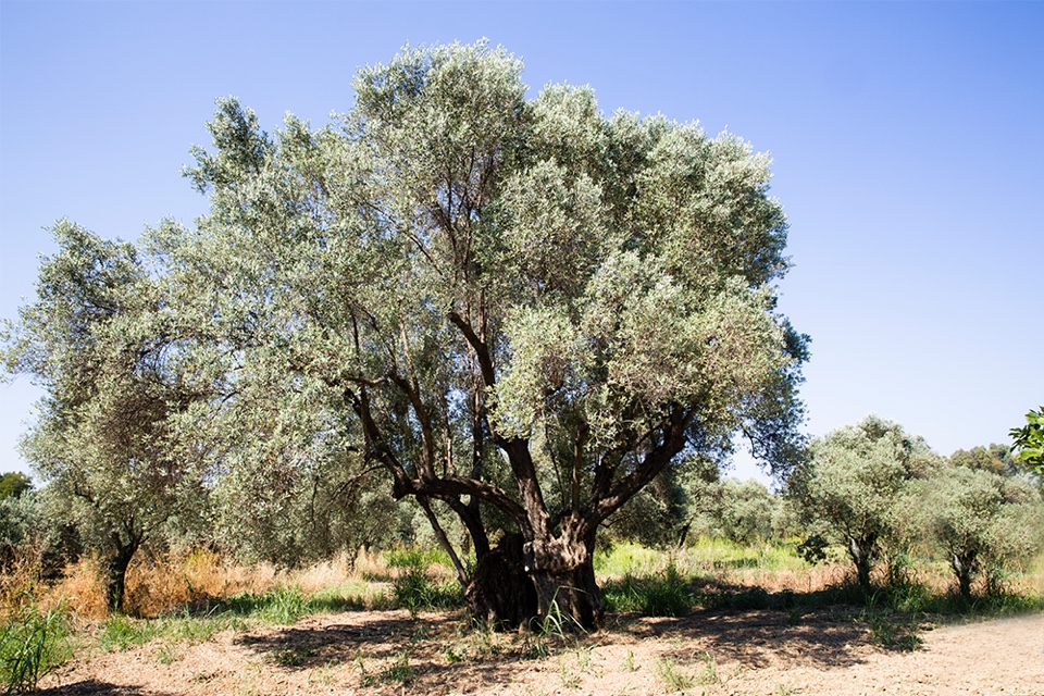 PİR OLIVE OIL hakkında görseli