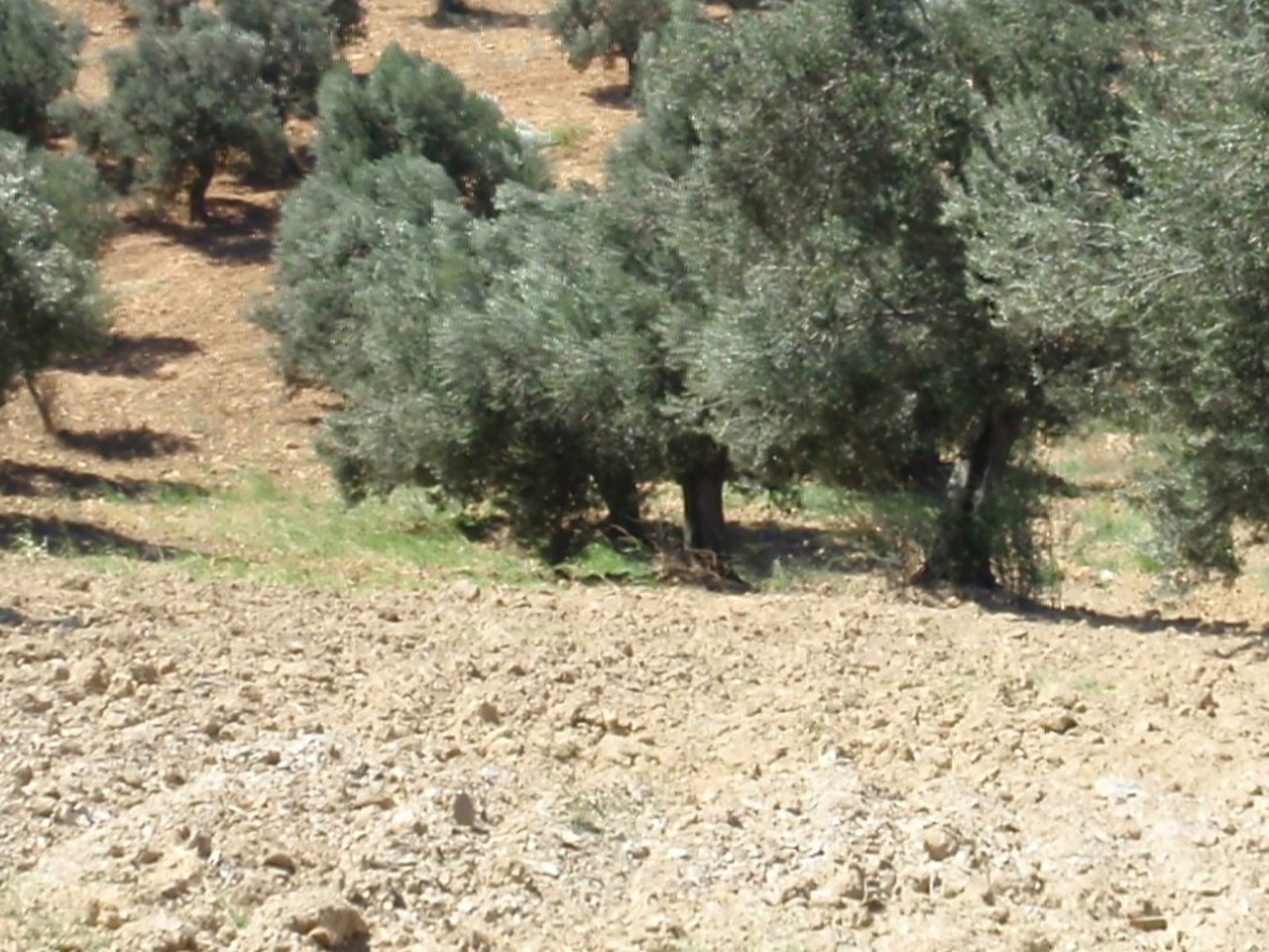 Aydın çevresinde zeytin ağaçları ve doğal görünüm
