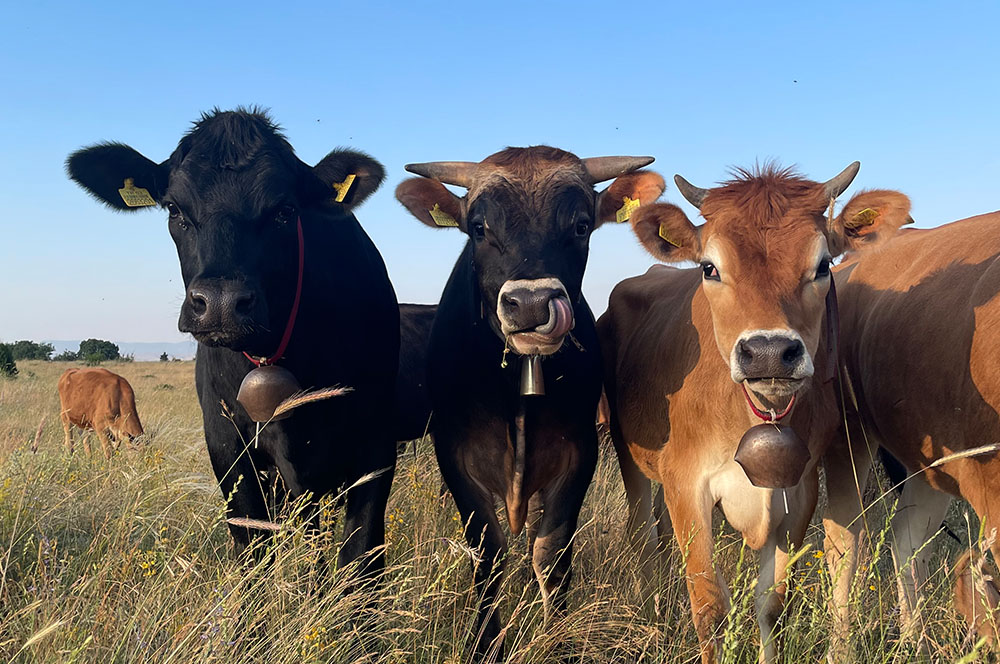 Raya Organik hakkında görseli