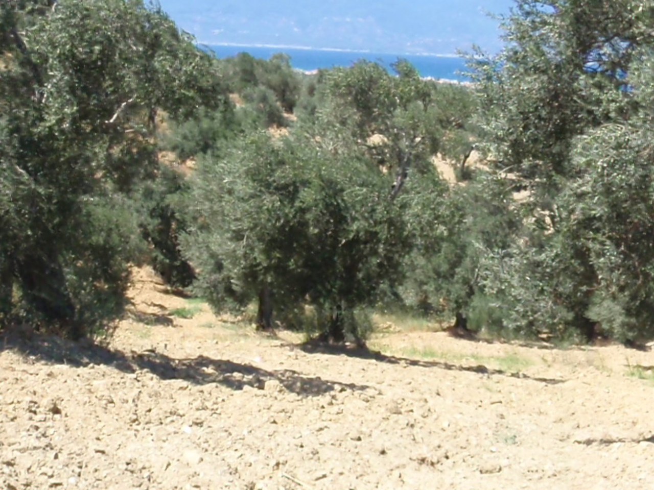 Ayvalık çevresinde zeytin ağaçları ve doğal görünüm