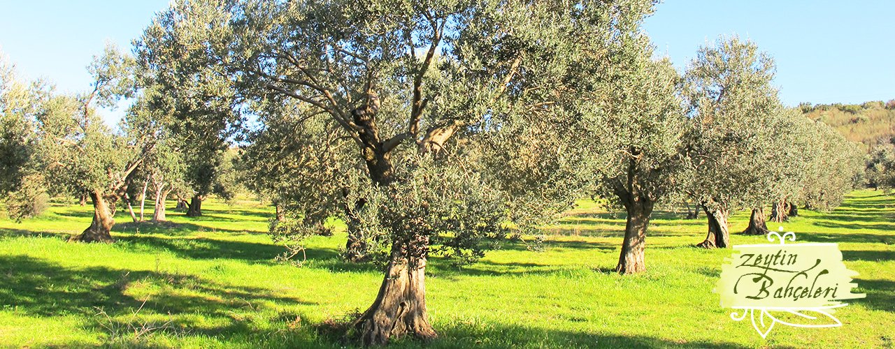 Safitad Private Reserve hakkında görseli