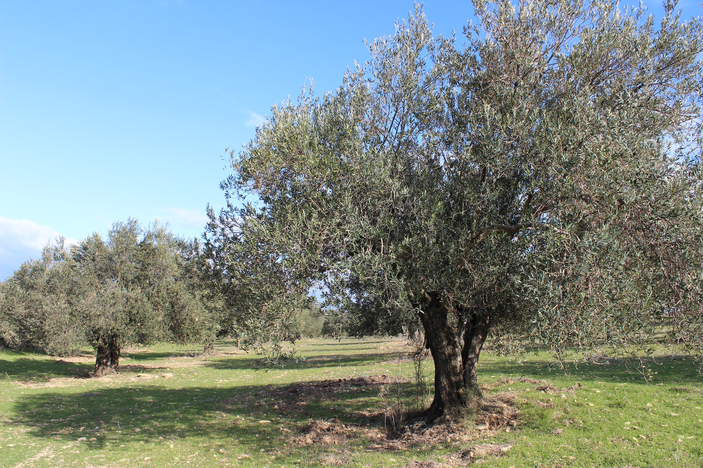 Sarraf Olive Oil hakkında görseli