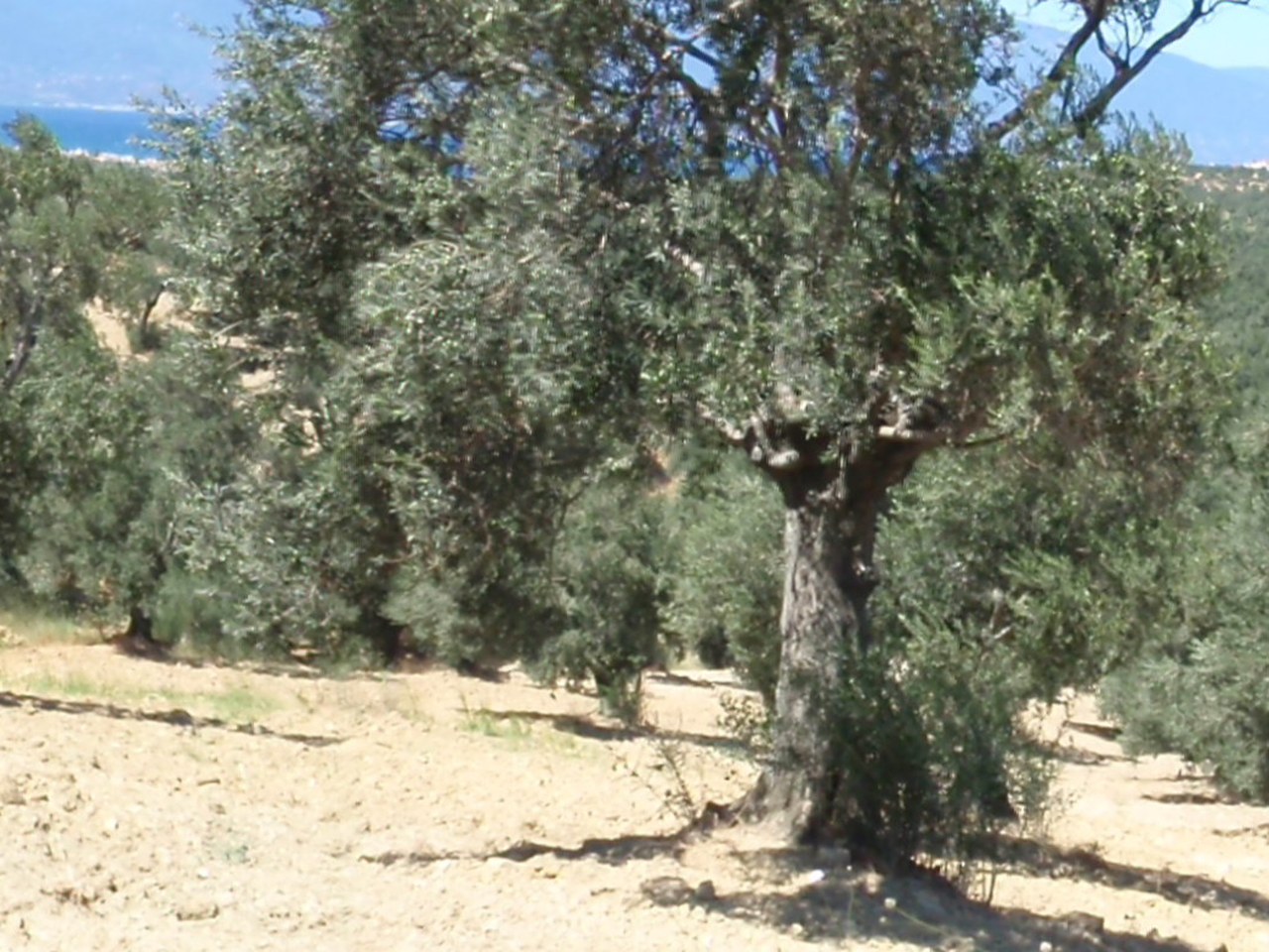 Mut çevresinde zeytin ağaçları ve doğal görünüm