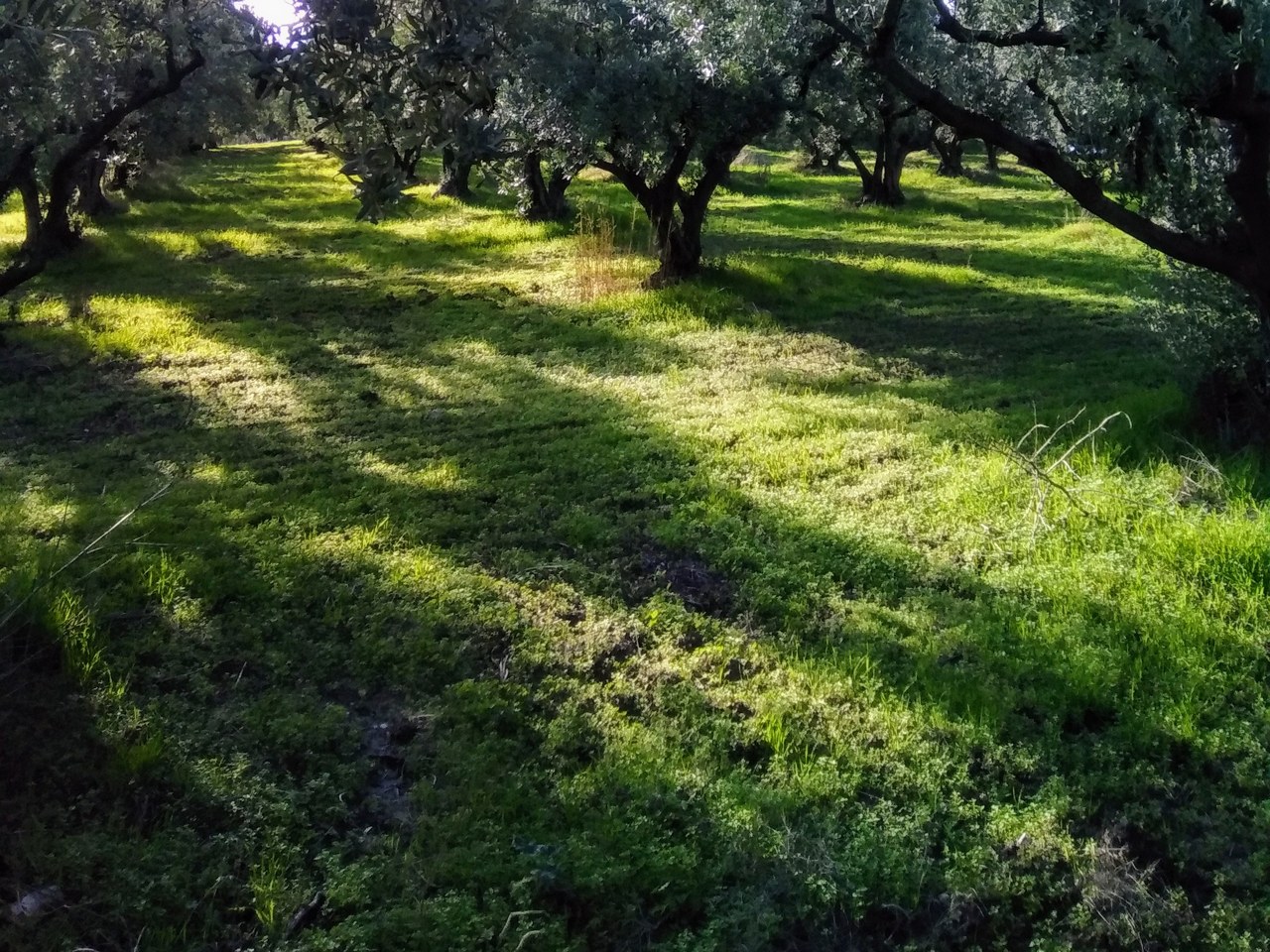 Gemlik çevresinde zeytin ağaçları ve doğal görünüm