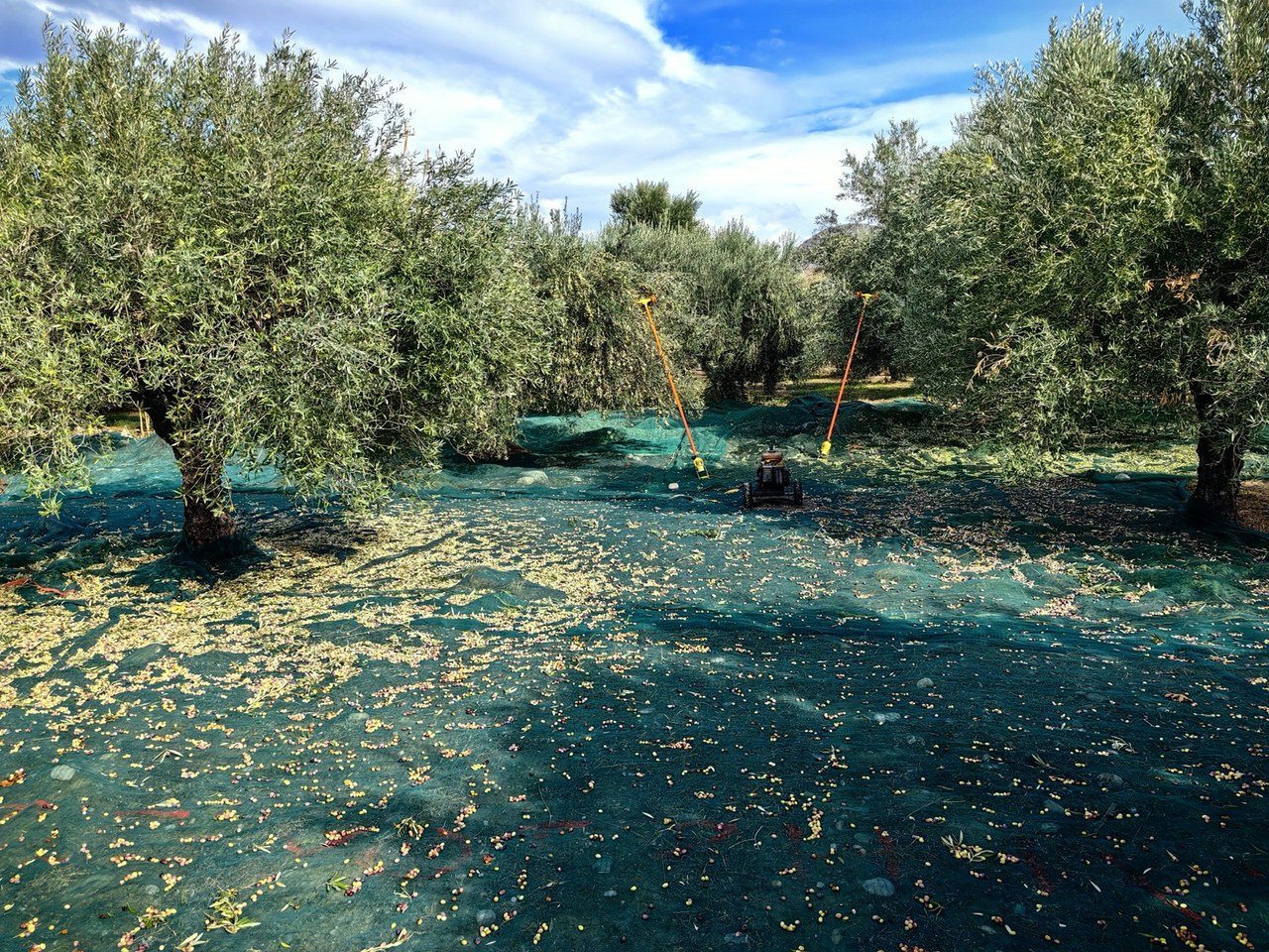 Milas çevresinde zeytin ağaçları ve doğal görünüm