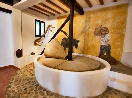 Seroliva hakkında görseli