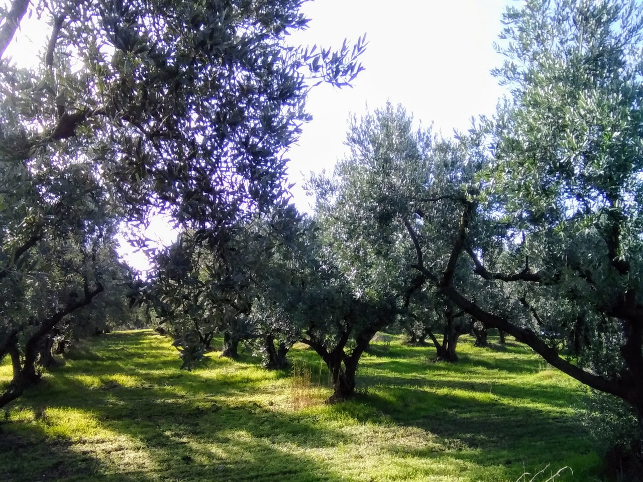 Gemlik çevresinde zeytin ağaçları ve doğal görünüm