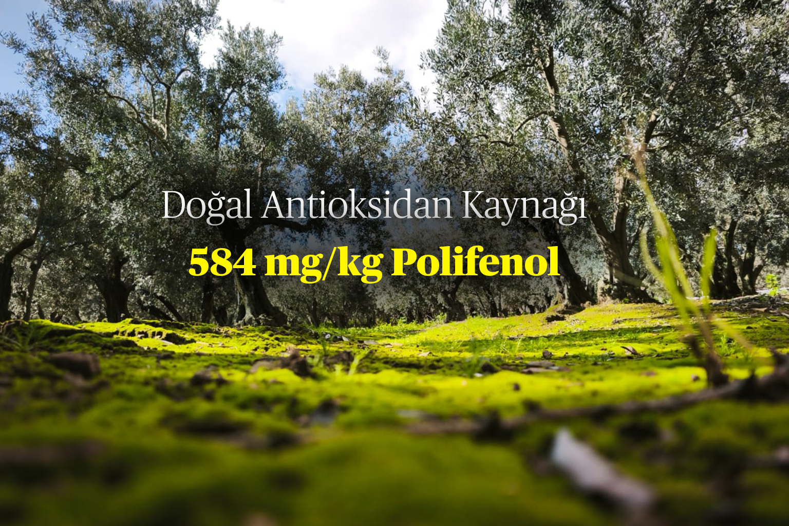 Terra Arteka hakkında görseli