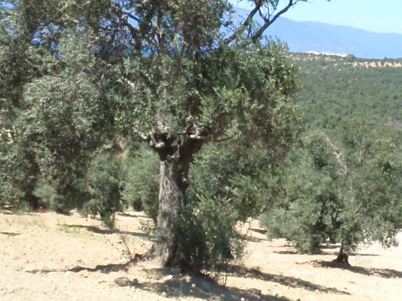 Milas çevresinde zeytin ağaçları ve doğal görünüm