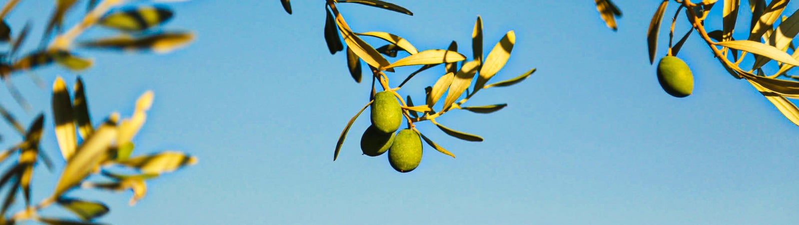 Uğurlu Zeytinyağları hakkında görseli