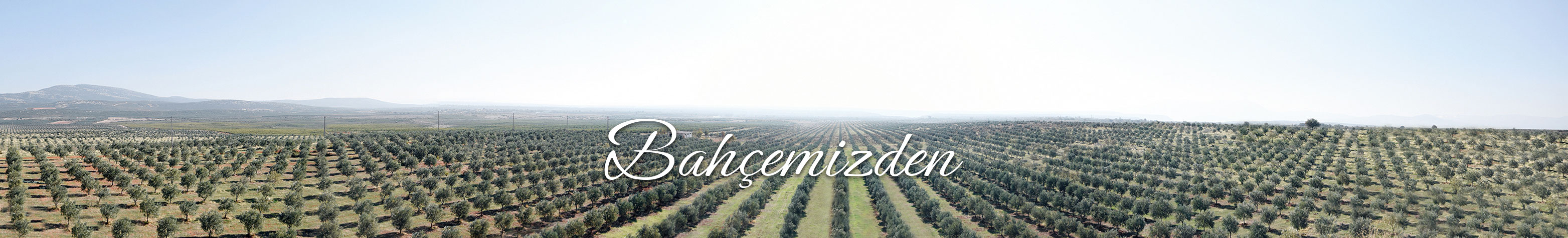 Vievi hakkında görseli