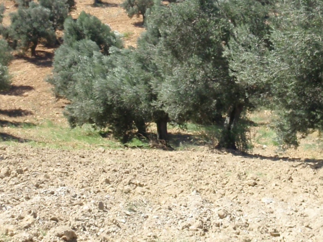 Ayvalık çevresinde zeytin ağaçları ve doğal görünüm