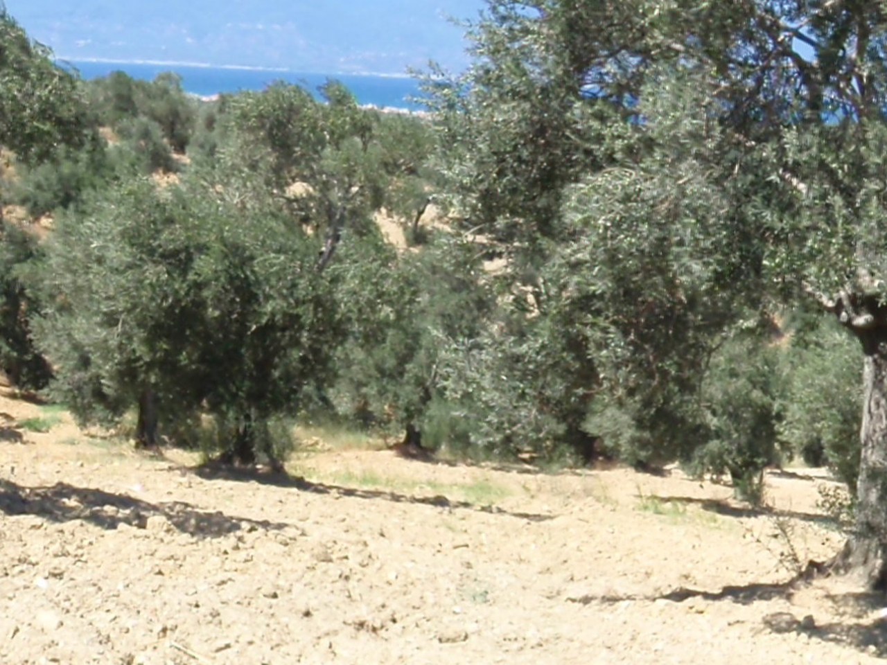 Germencik çevresinde zeytin ağaçları ve doğal görünüm