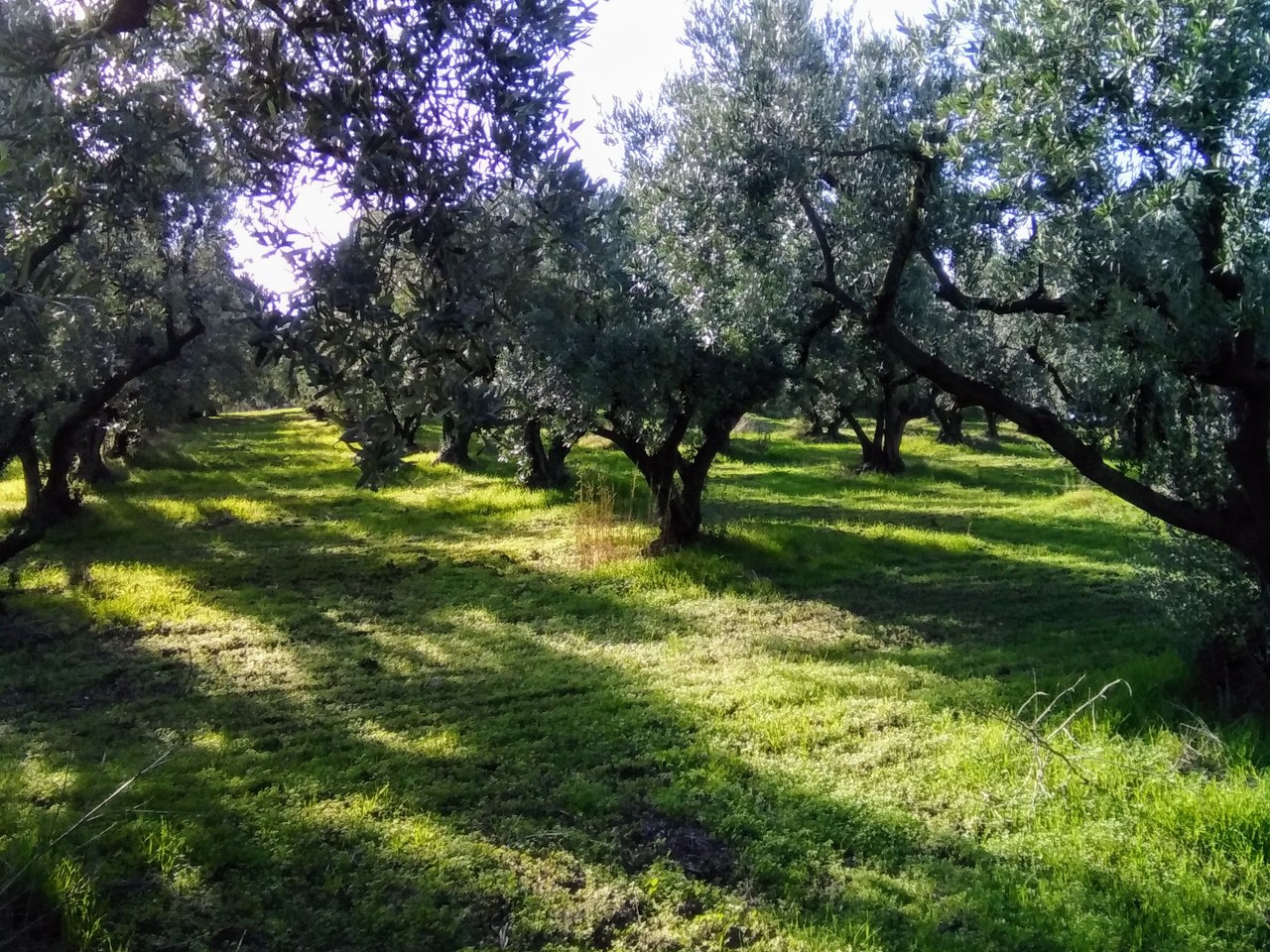 Mudanya çevresinde zeytin ağaçları ve doğal görünüm