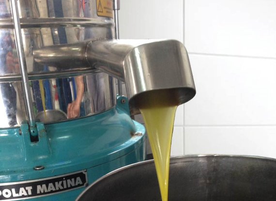 Yeşil İris hakkında görseli