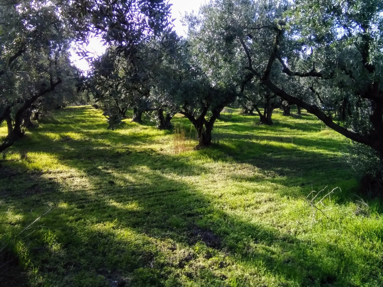 Gemlik çevresinde zeytin ağaçları ve doğal görünüm