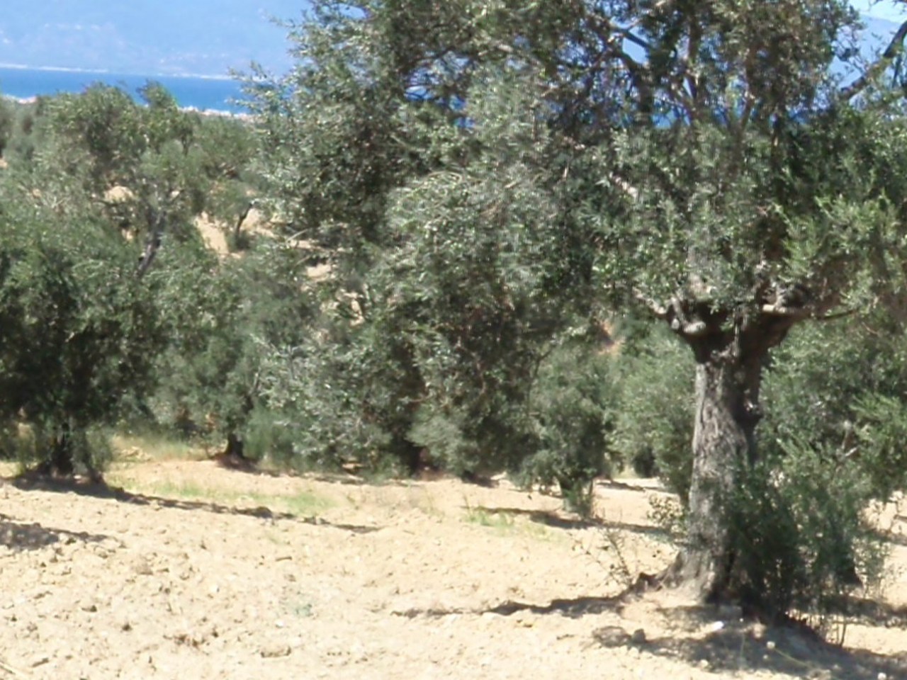 Ayvalık çevresinde zeytin ağaçları ve doğal görünüm