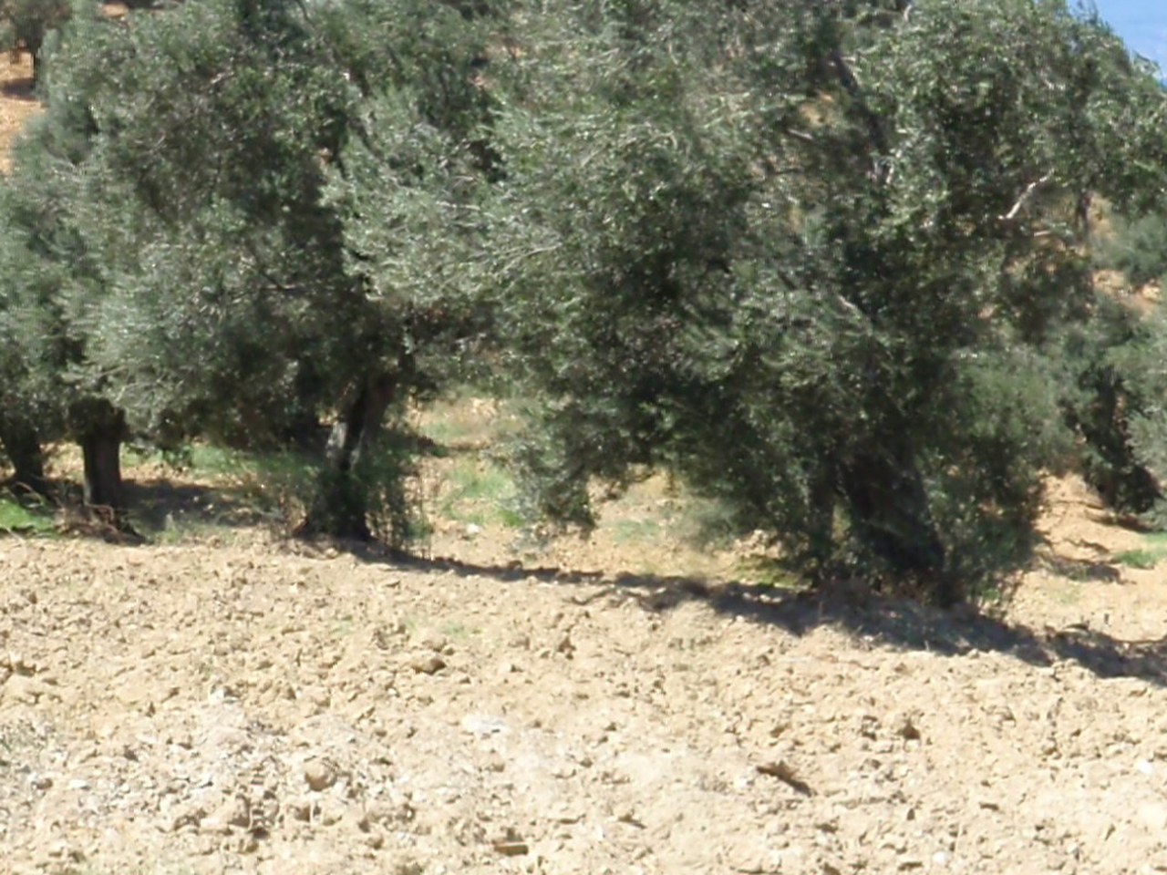 Milas çevresinde zeytin ağaçları ve doğal görünüm