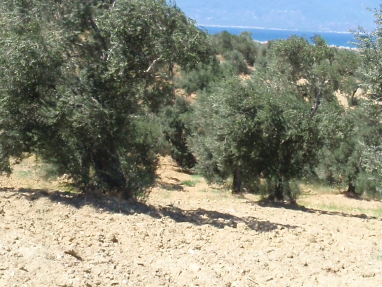 Hatay çevresinde zeytin ağaçları ve doğal görünüm