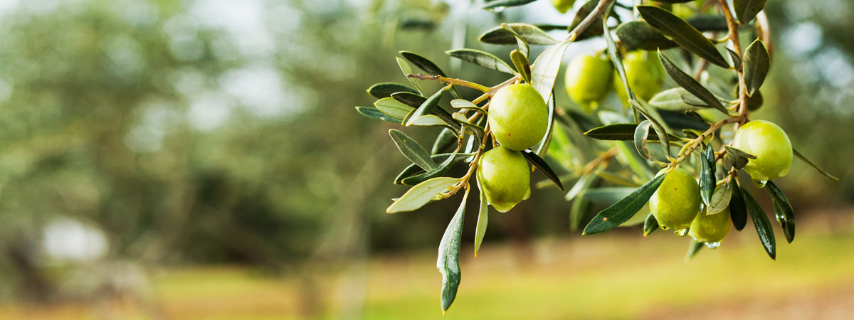 Zeytinhouse hakkında görseli