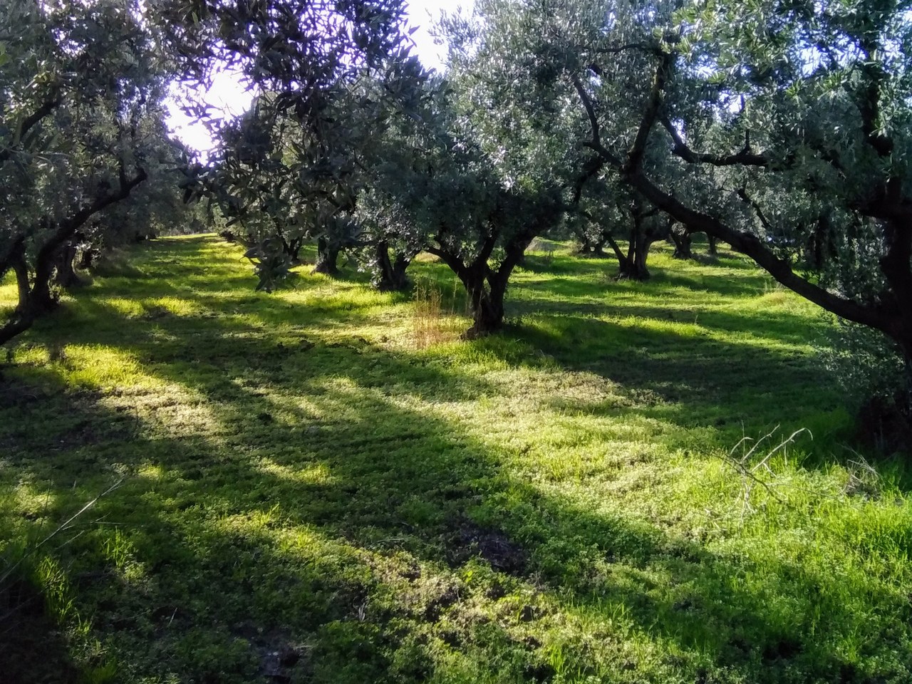 Bursa çevresinde zeytin ağaçları ve doğal görünüm