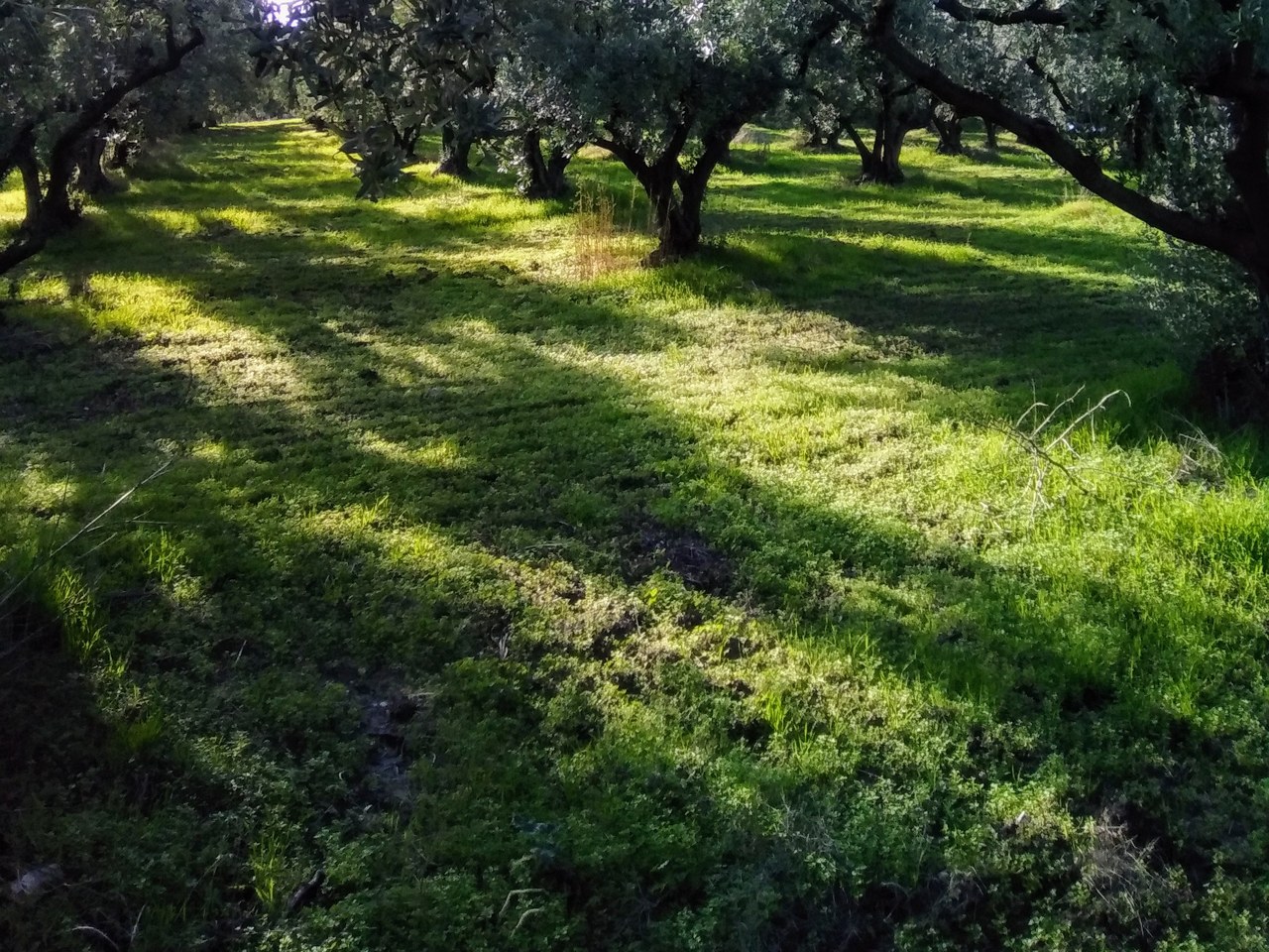 Edincik çevresinde zeytin ağaçları ve doğal görünüm