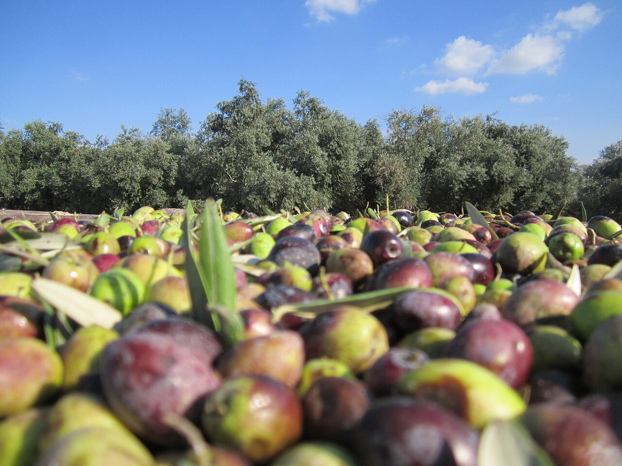 Olive harvest in Israel